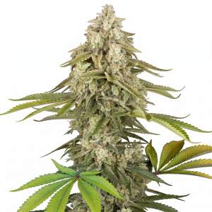 Sensi Seeds Tangie Jungle Juice