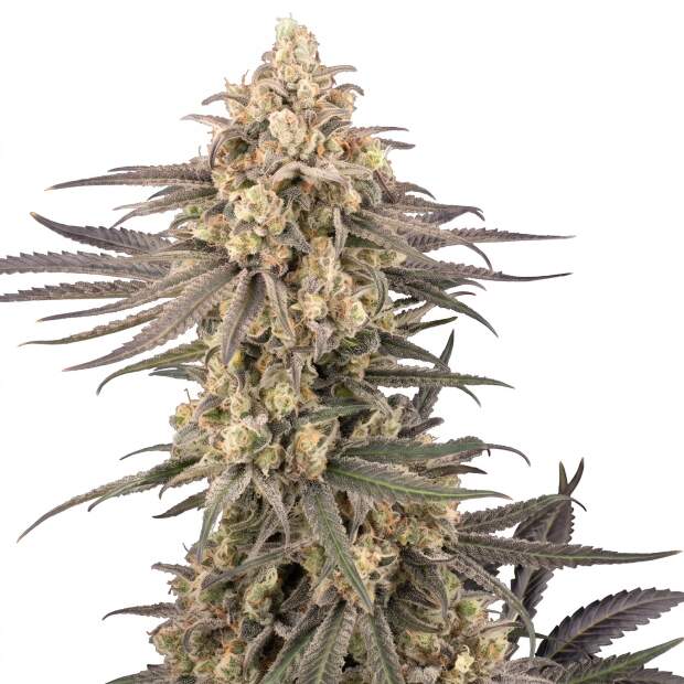 Sensi Seeds Frosted Grapes XXL