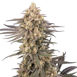 Sensi Seeds Frosted Grapes XXL