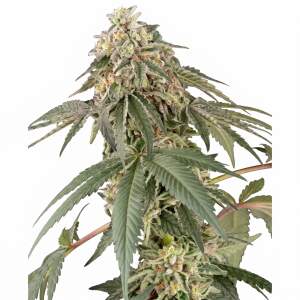 White Label Papaya Roll