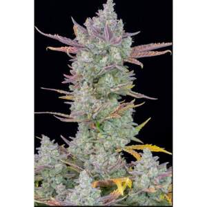 Promo 420 Fast Buds Gorilla Cookies 1 Stk feminisiert