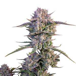Promo 420 Fast Buds Strawberry Gorilla 1 Stk feminisiert