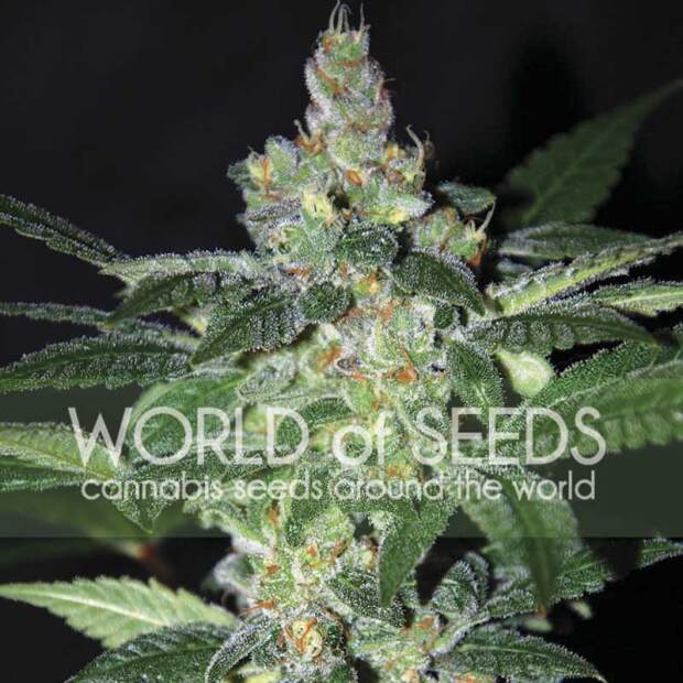 World of Seeds Amnesia 3 Stk feminisiert