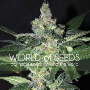 World of Seeds Amnesia 3 Stk feminisiert