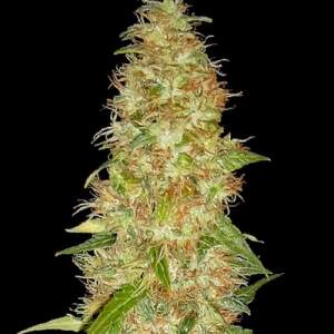 Spliff Seeds Moon Walker Kush 5 Stk feminisiert