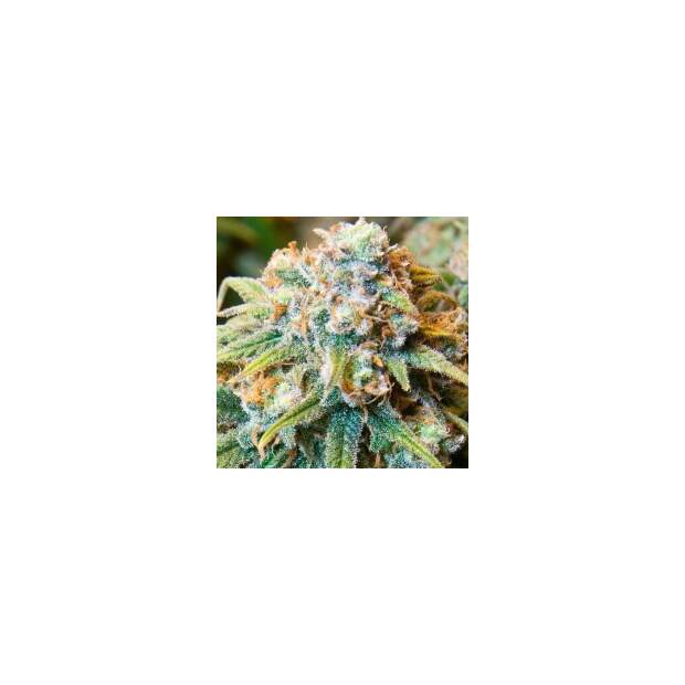 Spliff Seeds CBD Medi Kush 5 Stk feminisiert