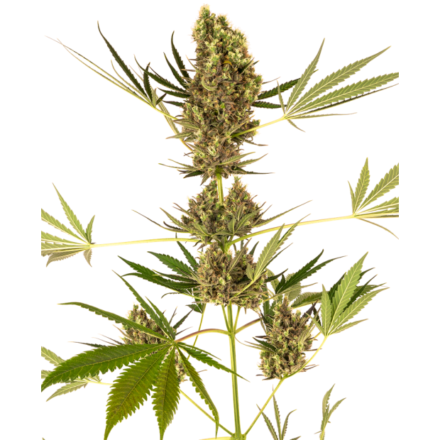 Sensi Seeds CBD Auto (Swiss Dream x Skunk #1 Auto) 5 Stk feminisiert