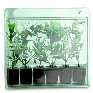 Pflanzen Verpackung 6er Keil ø38mm x 50mm /...