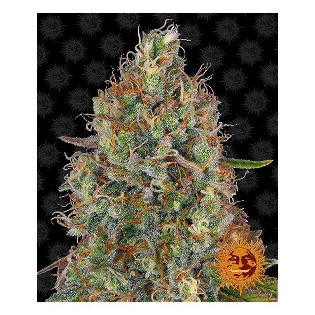 Barneys Farm Sweet Tooth Auto 3 Stk feminisiert