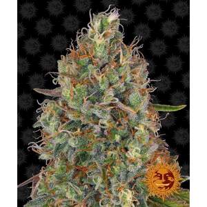 Barneys Farm Sweet Tooth Auto 3 Stk feminisiert