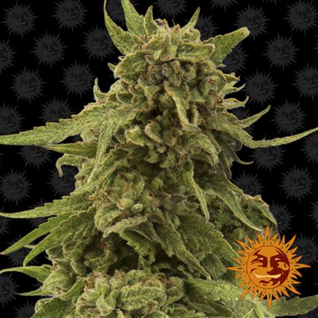 Barneys Farm CBD Critical Cure