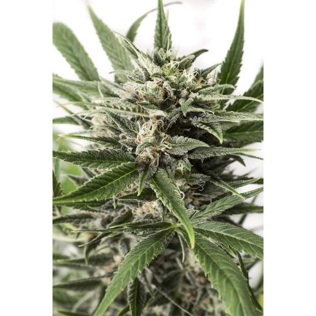 Dinafem Blue Amnesia XXL Auto