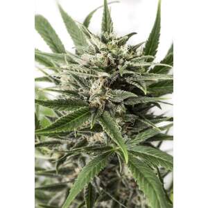 Dinafem Blue Amnesia XXL Auto 5 Stk feminisiert