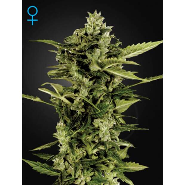 Green House Seeds Auto-Bomb 3 Stk  feminisiert