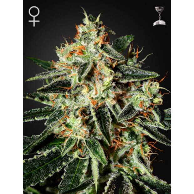 Green House Seeds GH Cheese 10 pcs feminised