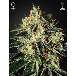 Green House Seeds GH Cheese 10 pcs feminised