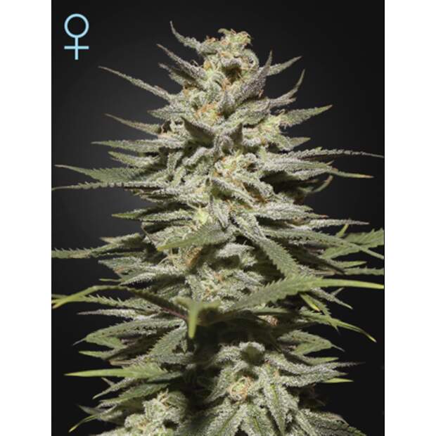 Green House Seeds Super Lemon Haze CBD 5 Stk feminisiert