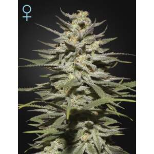 Green House Seeds Super Lemon Haze CBD 5 pcs feminised