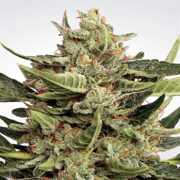 Paradise Seeds Vertigo Auto 5 Stk feminisiert