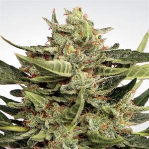 Paradise Seeds Vertigo Auto 5 Stk feminisiert