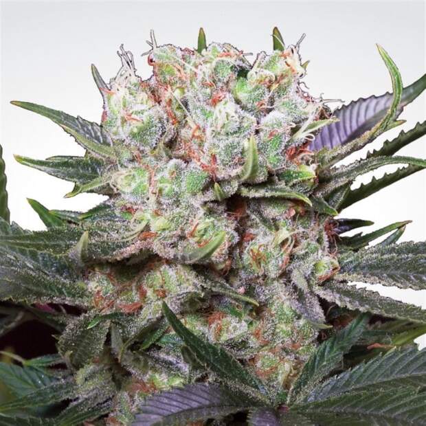 Paradise Seeds Californian Gold 10 Stk feminisiert
