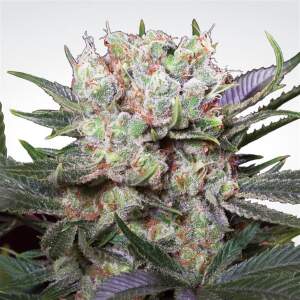 Paradise Seeds Californian Gold 10 Stk feminisiert