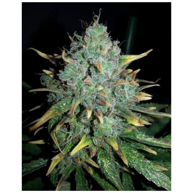Female Seeds Auto White Widow x Big Bud