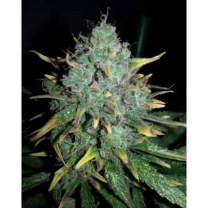 Female Seeds Auto White Widow x Big Bud
