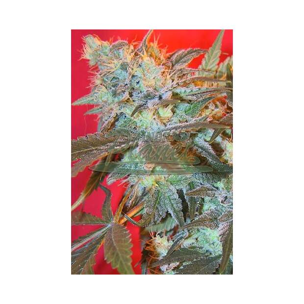 Female Seeds ICED Widow