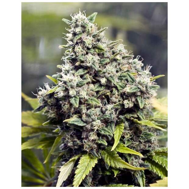 Female Seeds Grapefruit 4 Stk feminisiert