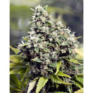 Female Seeds Grapefruit 4 Stk feminisiert