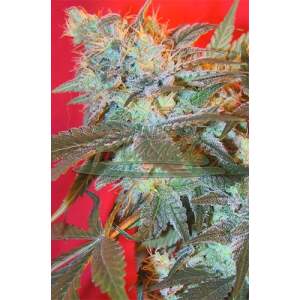 Female Seeds ICED Widow 10 Stk feminisiert
