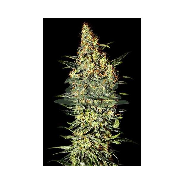 Female Seeds Neville Haze 10 Stk feminisiert