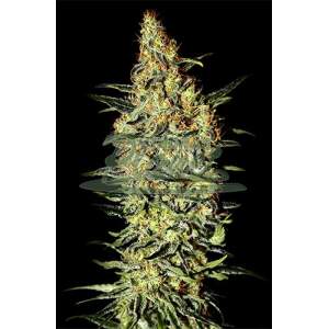 Female Seeds Neville Haze 10 Stk feminisiert