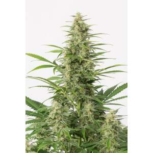 Dinafem Sour Diesel Auto