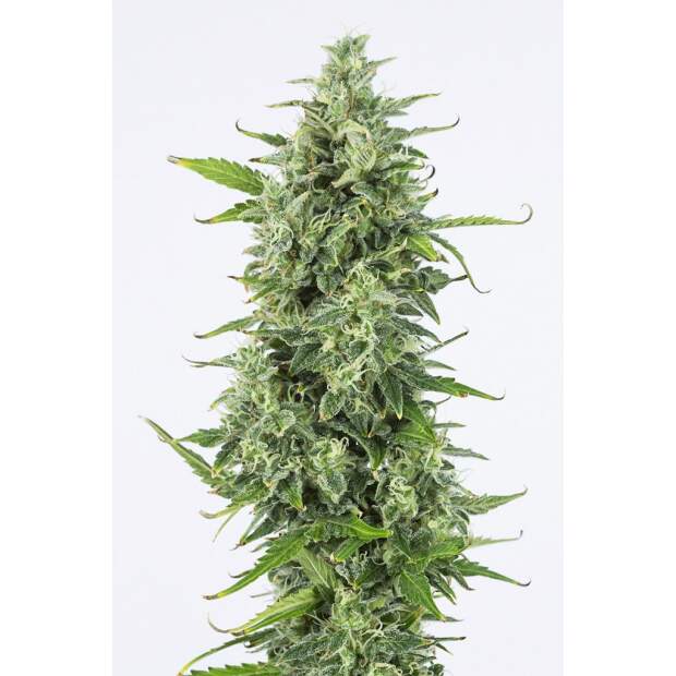 Dinafem OG Kush Auto