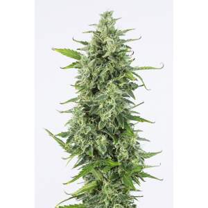 Dinafem OG Kush Auto