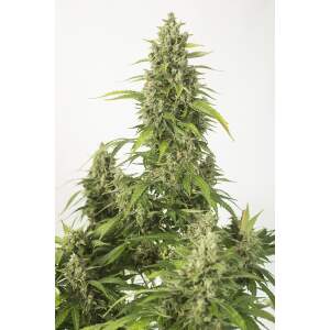 Dinafem Haze XXL Auto