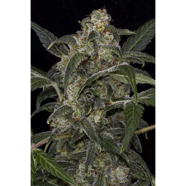 Dinafem Haze 2.0 Auto