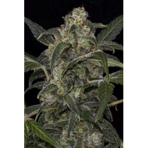 Dinafem Haze 2.0 Auto