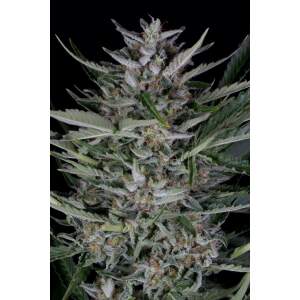 Dinafem Gorilla Auto