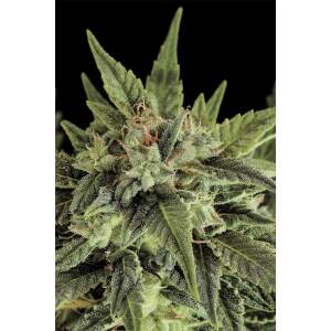 Dinafem Fruit Auto