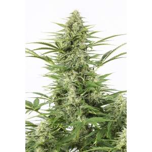 Dinafem Dinamex Auto