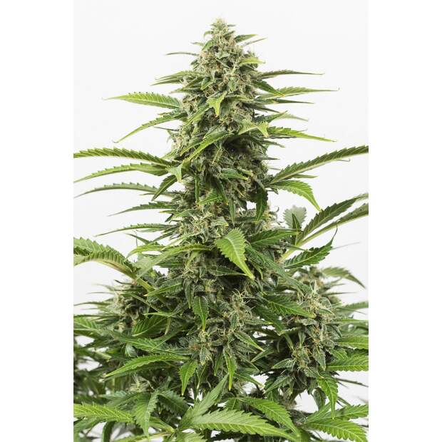 Dinafem Critical+ Auto