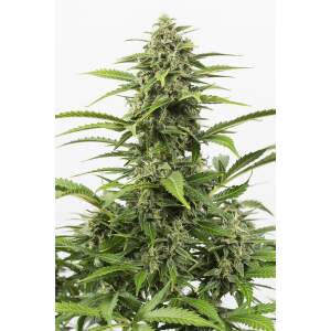 Dinafem Critical+ Auto