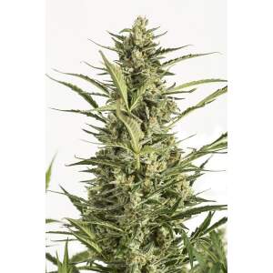 Dinafem Critical Jack Auto
