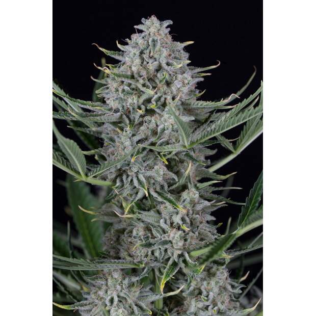 Dinafem Cookies Auto