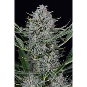 Dinafem Cookies Auto