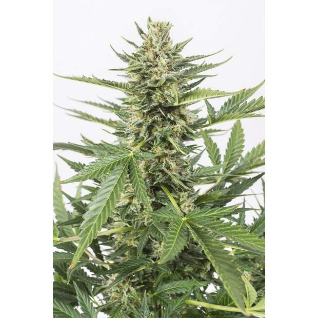 Dinafem Cheese XXL Auto