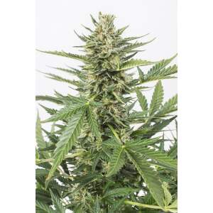 Dinafem Cheese XXL Auto